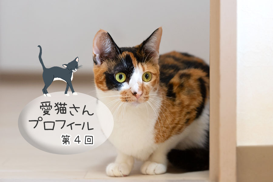 第４回 まお 三毛猫 女の子 猫ねこネット 世界ねこ旅や 猫情報