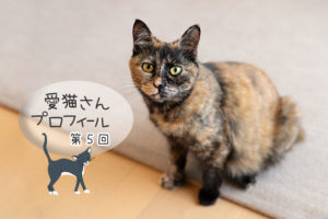 第5回 チョコ・サビ猫・女の子