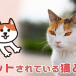 耳カットされている猫とは?TNRを詳しく説明!