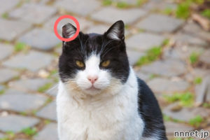 海外の地域猫・耳カット(TRN)を、写真でご紹介！ローマ・マルタ・トルコなど | 猫ねこネット -世界ねこ旅や、猫情報-