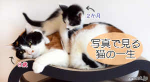 【写真で見る】猫の一生とお世話の仕方