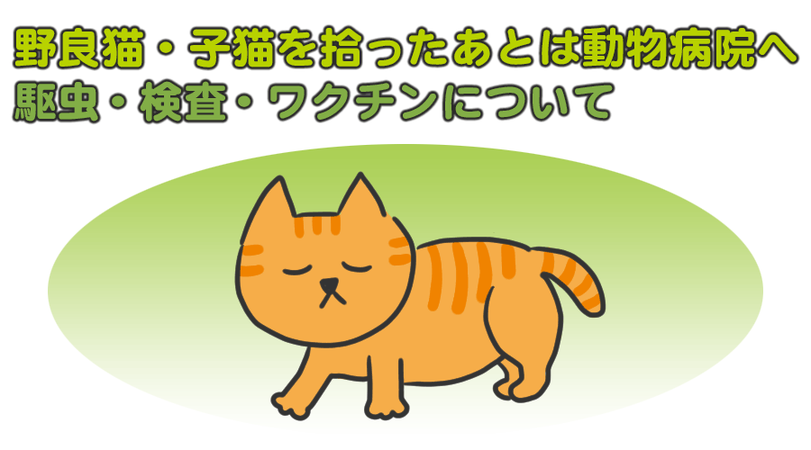 野良猫・子猫を拾ったあとは動物病院へ！駆虫・検査・ワクチンについて