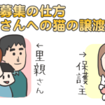 里親募集の仕方・里親さんへの猫の譲渡方法