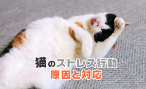 猫のストレス行動・原因と対応について