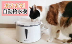 重度の腎不全の猫・みけみけが水をよく飲むようになった自動給水機