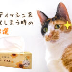 猫がティッシュを食べてしまう時の対策3選