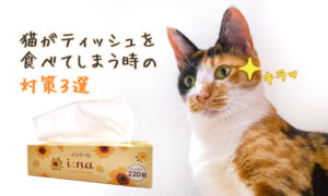 猫がティッシュを食べてしまう時の対策３選