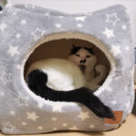 お気に入りの、真四角ねこベッド♪