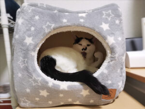 お気に入りの、真四角ねこベッド♪