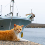 福岡の猫島「相島」の猫たち・不妊手術後の島の猫たちの様子