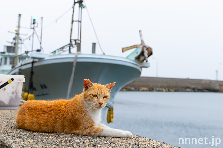 福岡の猫島「相島」の猫たち・不妊手術後の島の猫たちの様子
