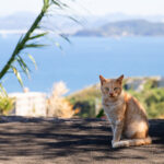 長崎県の猫島「高島」の猫たちのTNRM活動