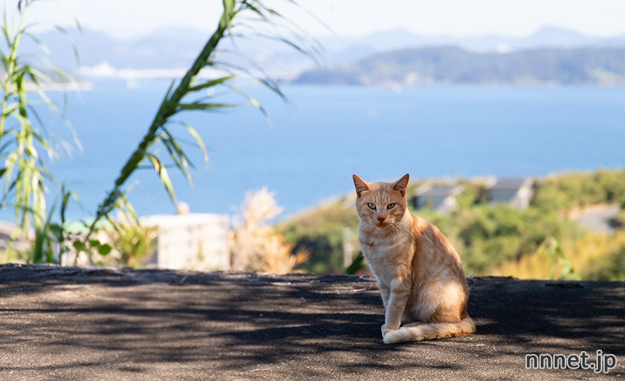 長崎県の猫島「高島」の猫たちのTNRM活動