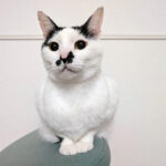 猫の腎不全 ポッポ君・ステージ4に・・・