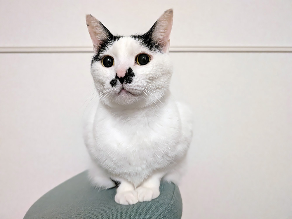 猫の腎不全　ポッポ君・ステージ４に･･･